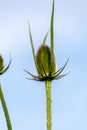 teasel popular with birds